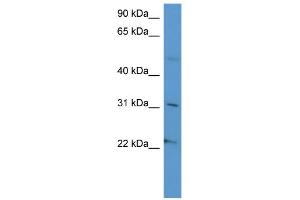 WB Suggested Anti-SCG3 Antibody Titration: 0. (SCG3 antibody  (C-Term))