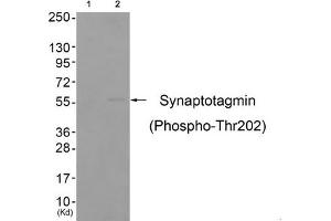 Western blot analysis of extracts from colo cells (Lane 2), using Synaptotagmin (Phospho-Thr202) Antibody. (SYT1 antibody  (pThr202))
