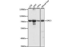 Western blot analysis of extracts of various cell lines, using ORC3 antibody (ABIN7269112) at 1:1000 dilution. (ORC3 antibody  (AA 1-240))