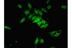Immunofluorescent analysis of Hela cells using ABIN7164936 at dilution of 1:100 and Alexa Fluor 488-congugated AffiniPure Goat Anti-Rabbit IgG(H+L) (PSMF1 antibody  (AA 1-271))