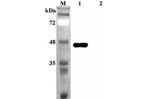 Western blot analysis using anti-Sirtuin 2 (human), pAb  at 1:4'000 dilution. (SIRT2 antibody)