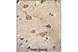 KSR2 Antibody (C-term) (ABIN655390 and ABIN2844938) immunohistochemistry analysis in formalin fixed and paraffin embedded human brain tissue followed by peroxidase conjugation of the secondary antibody and DAB staining. (KSR2 antibody  (C-Term))