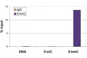5-Hydroxymethylcytosine (5-hmC, 5-hydroxymethylcytidine) antibody tested by Methyl DNA immunoprecipitation. (5-Hydroxymethylcytosine antibody)