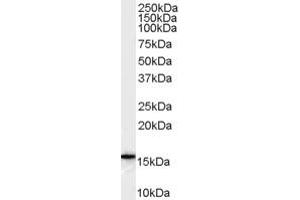 ALOX5AP antibody  (Internal Region)