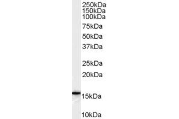 ALOX5AP antibody  (Internal Region)