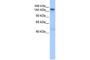WB Suggested Anti-TEX14 Antibody Titration: 0. (TEX14 antibody  (C-Term))