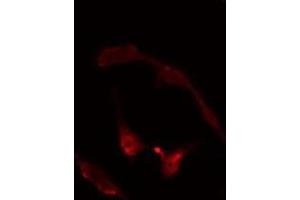 ABIN6275095 staining  RAW264. (RNF14 antibody  (N-Term))