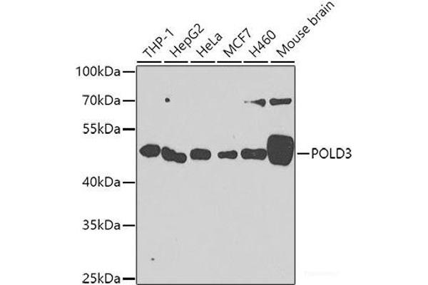 POLD3 antibody