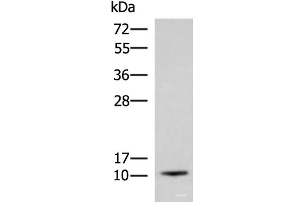 ACYP1 antibody