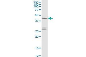 CXADR MaxPab rabbit polyclonal antibody. (Coxsackie Adenovirus Receptor antibody  (AA 1-365))