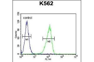 CRFR1 Antibody  (ABIN655388 and ABIN2844936) flow cytometric analysis of K562 cells (right histogram) compared to a negative control cell (left histogram).