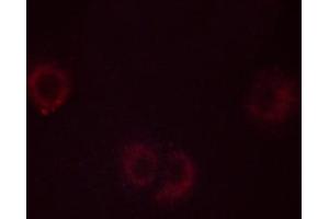 ABIN6267538 staining C2C12 cells by ICC/IF. (PLA2G4A antibody  (pSer505))