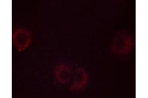 ABIN6267538 staining C2C12 cells by ICC/IF.