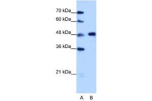 WB Suggested Anti-HNRPF  Antibody Titration: 1. (HNRNPF antibody  (C-Term))