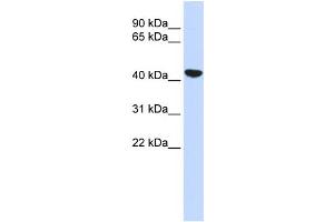 WB Suggested Anti-KRT19 Antibody Titration:  0. (Cytokeratin 19 antibody  (N-Term))