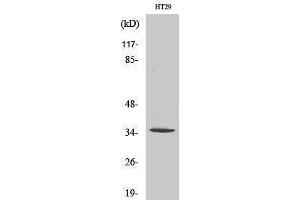 Western Blotting (WB) image for anti-Olfactory Receptor, Family 2, Subfamily J, Member 2 (OR2J2) (C-Term) antibody (ABIN3186063) (OR2J2 antibody  (C-Term))