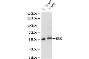 Western blot analysis of extracts of various cell lines, using SIM2 antibody. (SIM2 antibody)