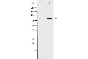 Western blot analysis of STAT5A phosphorylation expression in HeLa whole cell lysates,The lane on the left is treated with the antigen-specific peptide. (STAT5A antibody  (pSer780))