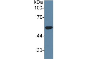 Western Blot; Sample: Mouse Lung lysate; Primary Ab: 1µg/ml Rabbit Anti-Human DLD Antibody Second Ab: 0. (DLD antibody  (AA 280-487))