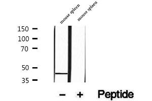 Western blot analysis of extracts of mouse spleen tissue, using PARVB antibody. (Parvin, beta antibody  (C-Term))