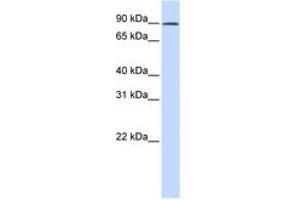 Image no. 1 for anti-GC-Rich Sequence DNA-Binding Factor 2 (GCFC2) (AA 180-229) antibody (ABIN6741423) (GCFC2 antibody  (AA 180-229))