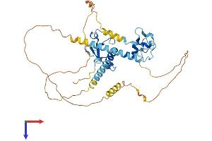 MBNL1 Protein (AA 1-388) (His tag)
