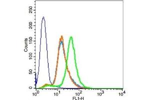 HCCLM3 cells probed with Rabbit Anti-PEPT1 Polyclonal Antibody, Unconjugated  at 1:100 for 30 minutes followed by incubation with a conjugated secondary -FITC) (green) for 30 minutes compared to control cells (blue), secondary only (light blue) and isotype control (orange). (SLC15A1 antibody  (AA 101-200))