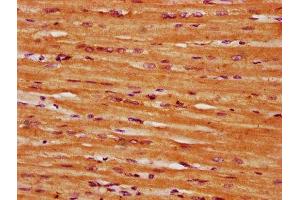 SCN1B antibody  (AA 44-156)