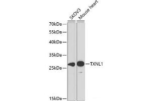 Western blot analysis of extracts of various cell lines using TXNL1 Polyclonal Antibody at dilution of 1:1000. (TXNL1 antibody)