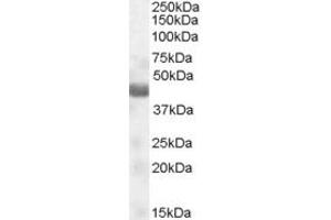 Western Blotting (WB) image for anti-Nitrogen Permease Regulator-Like 2 (S. Cerevisiae) (NPRL2) (AA 140-151) antibody (ABIN294684) (NPRL2 antibody  (AA 140-151))