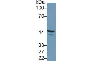 Western Blotting (WB) image for anti-Fibulin 7 (FBLN7) (AA 223-440) antibody (ABIN7436033)