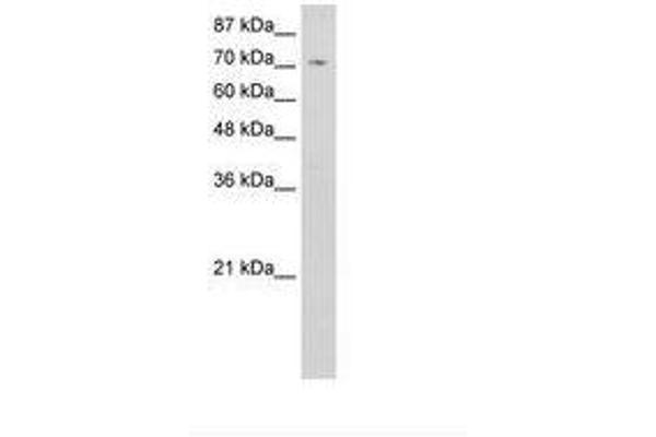 ZNF214 antibody  (C-Term)