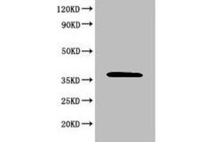 Western Blot Positive WB detected in: 293T whole cell lysate All lanes: MAPK8 antibody at 6 μg/mL Secondary Goat polyclonal to rabbit IgG at 1/50000 dilution Predicted band size: 49, 45, 36 KDa Observed band size: 36 KDa (JNK antibody  (AA 5-300))