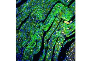 anti-Cytochrome C, Somatic (CYCS) (AA 2-105) antibody