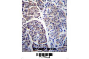 COPS7A Antibody immunohistochemistry analysis in formalin fixed and paraffin embedded human pancreas tissue followed by peroxidase conjugation of the secondary antibody and DAB staining. (COPS7A antibody  (C-Term))