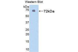 Western Blotting (WB) image for anti-Heat Shock 70kDa Protein 1-Like (HSPA1L) (AA 1-641) antibody (ABIN1859214) (HSPA1L antibody  (AA 1-641))