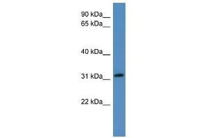 FRZB antibody used at 0. (FRZB antibody  (N-Term))