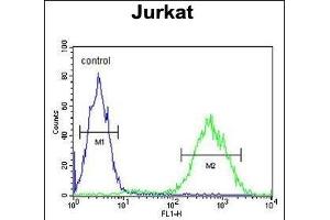 PRUNE Antibody (C-term) (ABIN653704 and ABIN2843021) flow cytometric analysis of Jurkat cells (right histogram) compared to a negative control cell (left histogram). (PRUNE antibody  (C-Term))