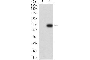 Western blot analysis using CD134 mAb against HEK293 (1) and CD134 (AA: extra 29-214)-hIgGFc transfected HEK293 (2) cell lysate. (TNFRSF4 antibody  (AA 29-214))