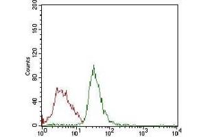 Flow cytometric analysis of Jurkat cells using RB1 mouse mAb (green) and negative control (red). (Retinoblastoma 1 antibody  (AA 2106-2784))