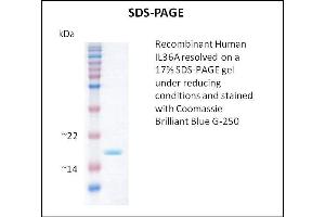 SDS-PAGE (SDS) image for Interleukin 1 Family, Member 6 (IL1F6) (Active) protein (ABIN5509496) (IL36A/IL1F6 Protein)