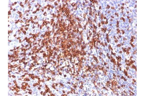 CD44 Standard antibody
