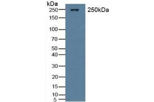 Detection of vWF in Rat Serum using Polyclonal Antibody to Von Willebrand Factor (vWF) (VWF antibody  (AA 269-367))