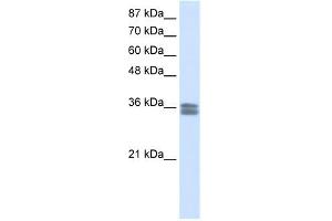 CACNG4 antibody used at 0. (CACNG4 antibody  (N-Term))