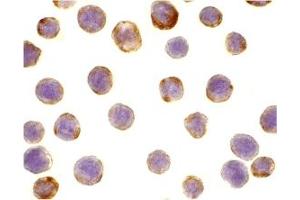 Immunohistochemistry (IHC) image for anti-Defender Against Cell Death 1 (DAD1) (C-Term) antibody (ABIN1030353) (DAD1 antibody  (C-Term))