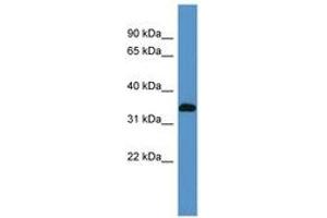 Image no. 1 for anti-ATPase, Na+/K+ Transporting, beta 2 Polypeptide (ATP1B2) (AA 60-109) antibody (ABIN6746254) (ATP1B2 antibody  (AA 60-109))