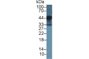 Detection of LOX1 in Bovine Spleen lysate using Polyclonal Antibody to Lectin Like Oxidized Low Density Lipoprotein Receptor 1 (LOX1) (OLR1 antibody  (AA 57-270))