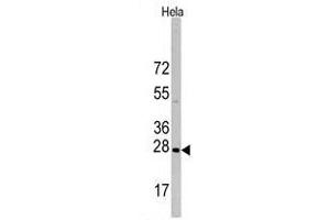 Western blot analysis of HSPB1 Antibody in Hela cell line lysates (35 µg/lane). (HSP27 antibody  (Ser83))