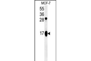 ATP5J2 Antibody (Center) (ABIN651539 and ABIN2840288) western blot analysis in MCF-7 cell line lysates (35 μg/lane).
