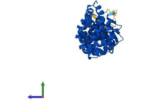 Protein Structure (PS) image for Rhabdoid Tumor Deletion Region Gene 1 (RTDR1) (AA 1-341) protein (His tag) (ABIN7560962)
